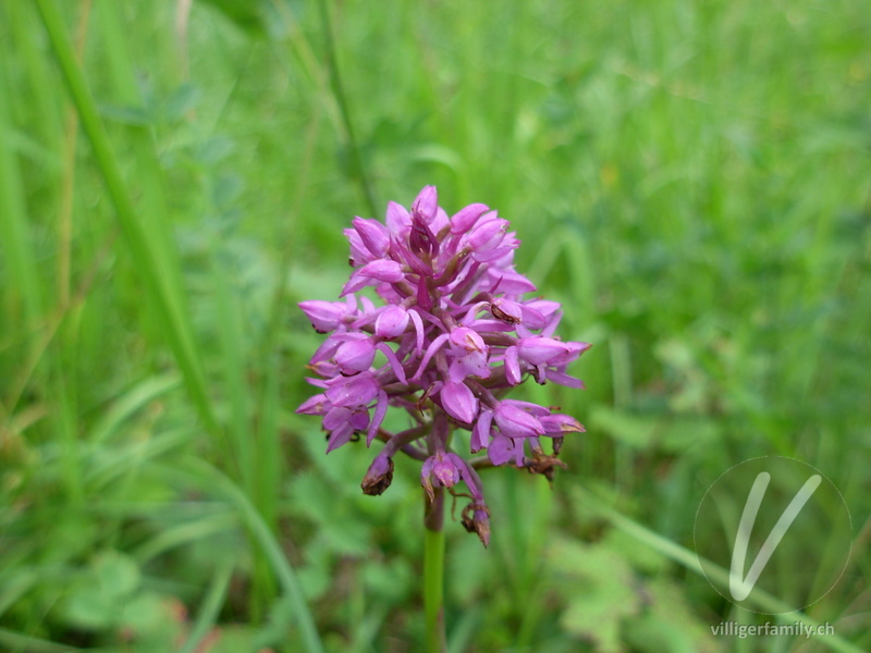 Spitzorchis: Übersicht